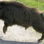cinghiale