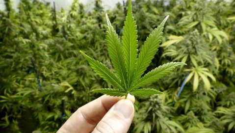Cannabis medica