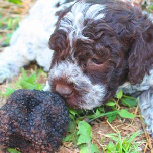 lagotto romagnolo