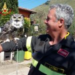 Gufo Prossedi