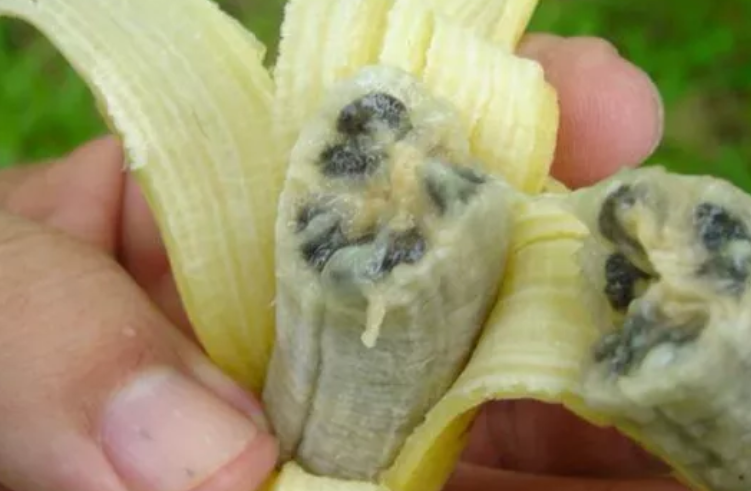 Banane colpite da fungo killer