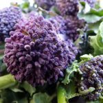 Chiacchietegli, broccoletti viola di Priverno