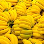 banane minacciate dal fungo killer