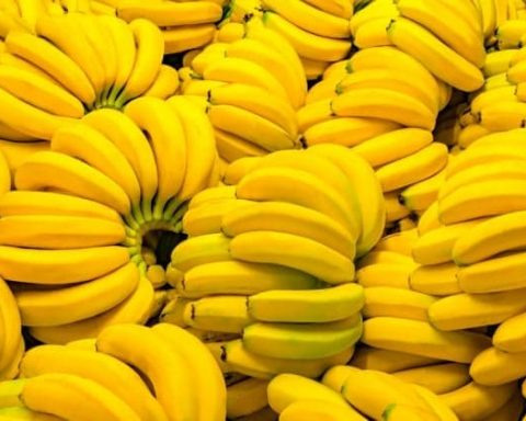 banane minacciate dal fungo killer