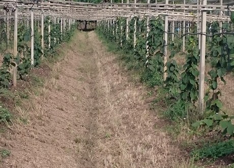baulatura del terreno nelle coltivazioni di kiwi