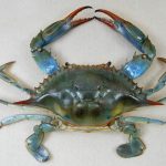 granchio blu a latina