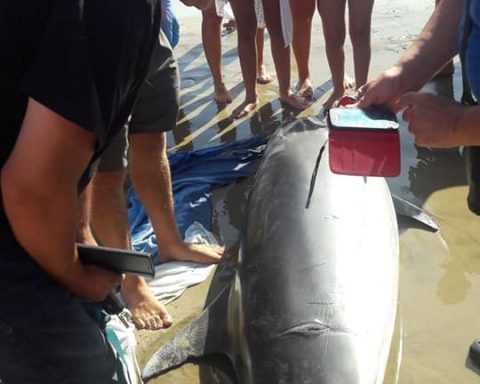 L'intervento dei volontari in soccorso del delfino spiaggiato a Scauri