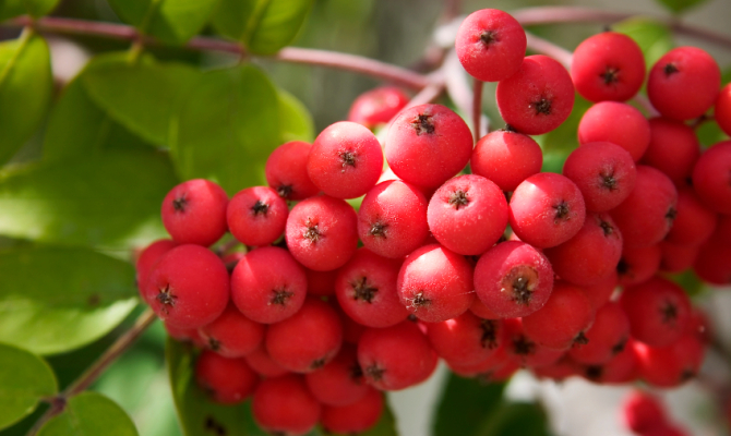 Frutti del Sorbo, uno tra gli alberi che rischiano maggiormente l'estinzione nell'area europea