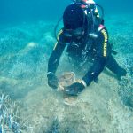 PALOMBARI IN AZIONE A PALMAROLA