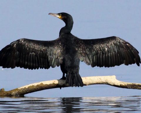 cormorano