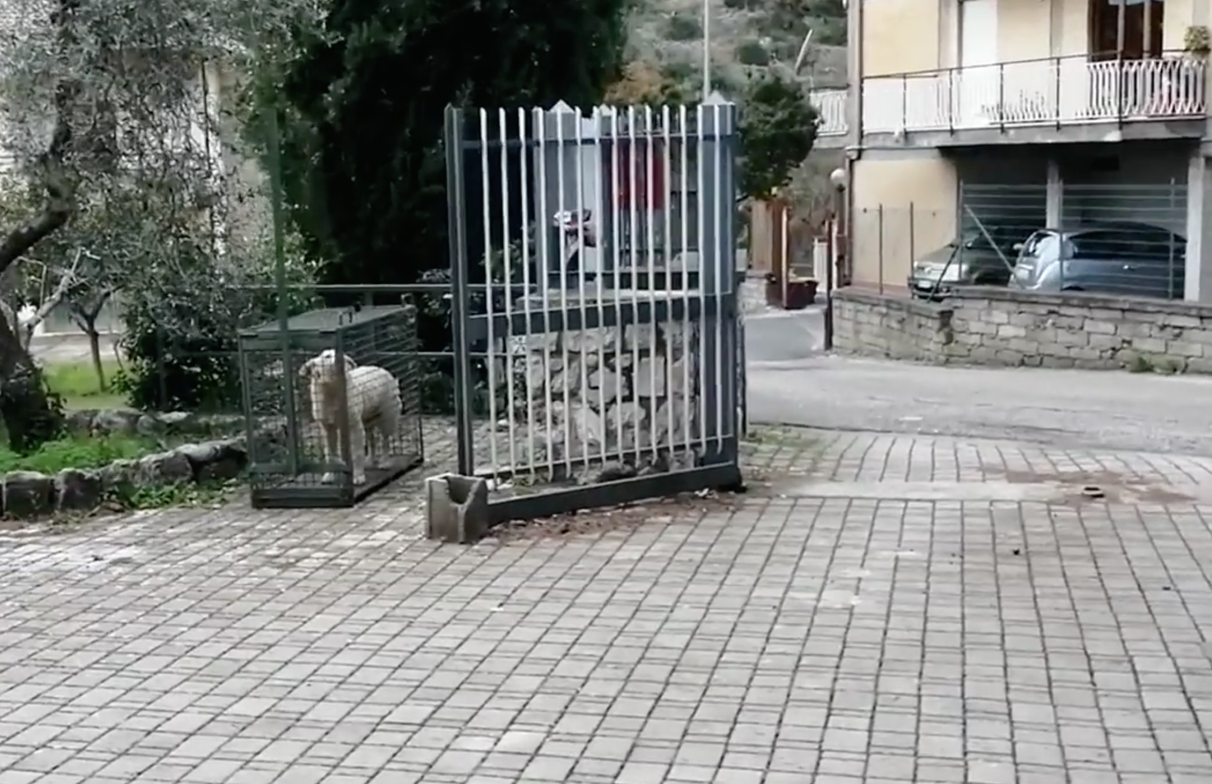 Itri - Un cane accalappiato in una gabbia