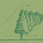 alberi frangivento