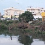 strage di alberi a Terracina