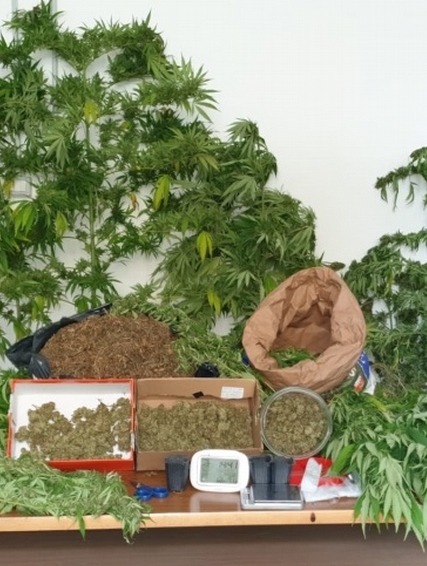 Parte della marijuana trovata in casa del 46enne di Latina