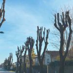 capitozzatura degli alberi