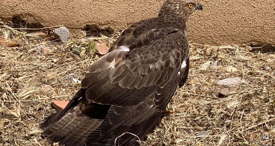Terracina Uccello