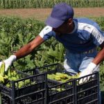 agricolo