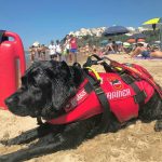 cane bagnino