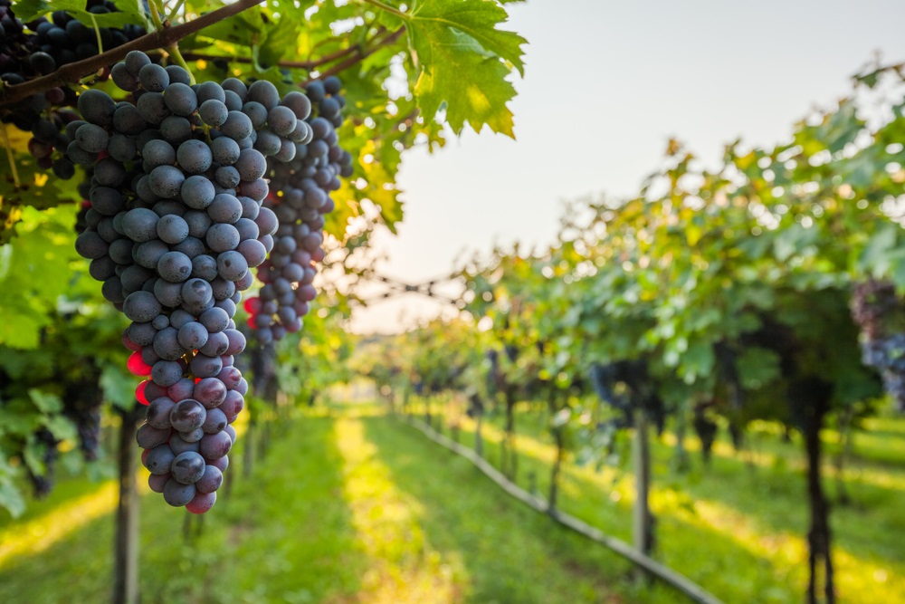 vino regione lazio settore vitivinicolo