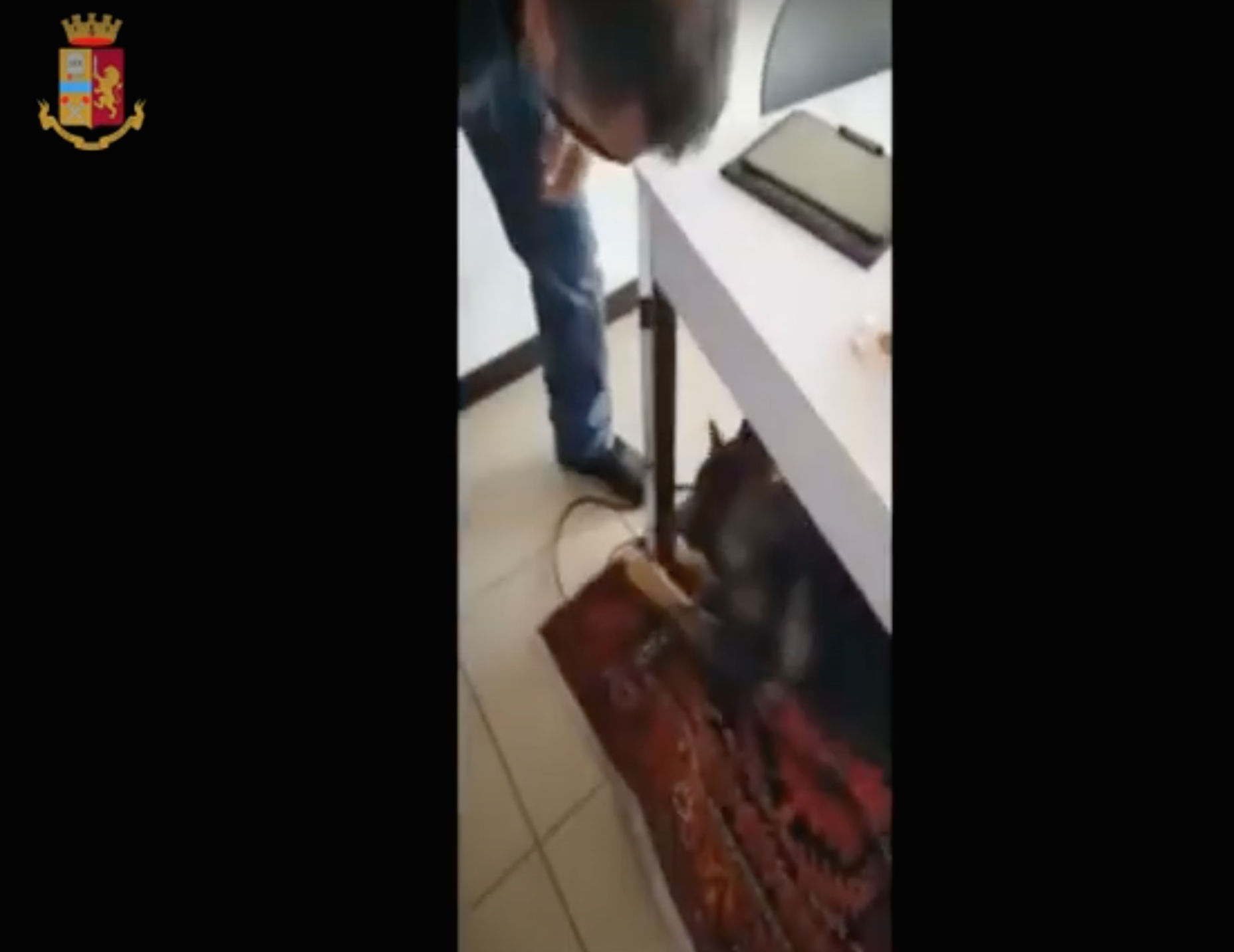 Il cane Isco fiuta la droga nella gamba del tavolo