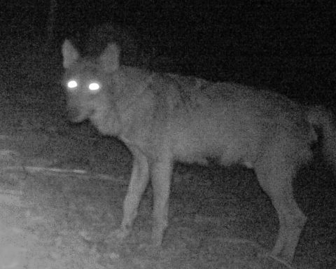 Avvistamento del lupo nel parco nazionale del circeo