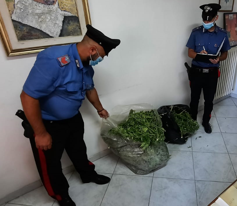 Alcune delle piante di marijuana rinvenute e sequestrate dai carabinieri