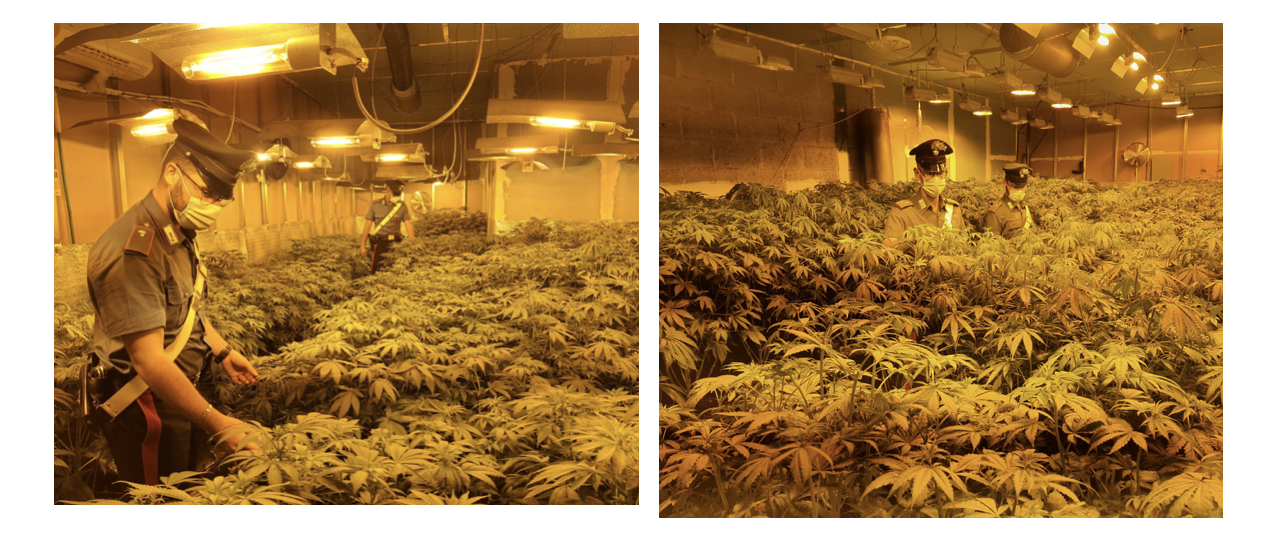 I Carabinieri del Norm di Aprilia all'interno della serra adibita alla coltivazione abusiva di marijuana
