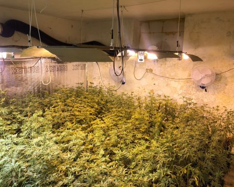 Il luogo di coltivazione delle piante di cannabis