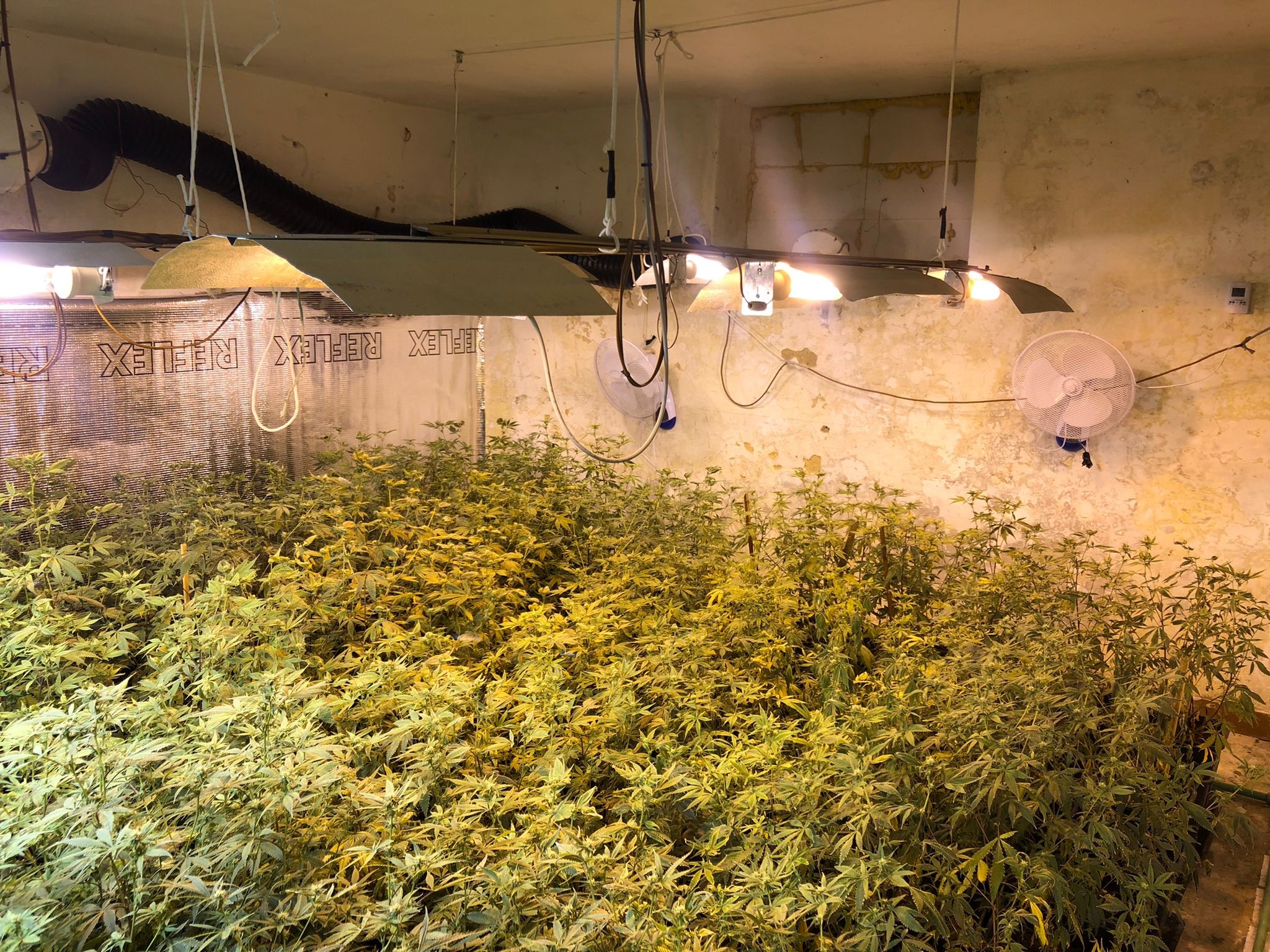 Il luogo di coltivazione delle piante di cannabis
