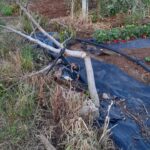 Uno degli alberi tagliati con la motosega elettrica nel terreno del guardiaparco a Monte San Biagio
