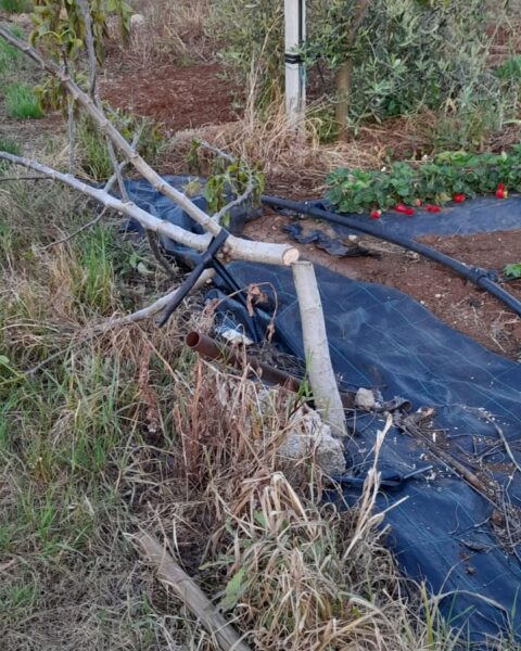 Uno degli alberi tagliati con la motosega elettrica nel terreno del guardiaparco a Monte San Biagio