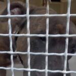 Il cane pitbull-mastiff che ha aggredito tre persone