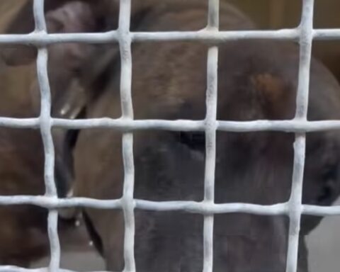 Il cane pitbull-mastiff che ha aggredito tre persone