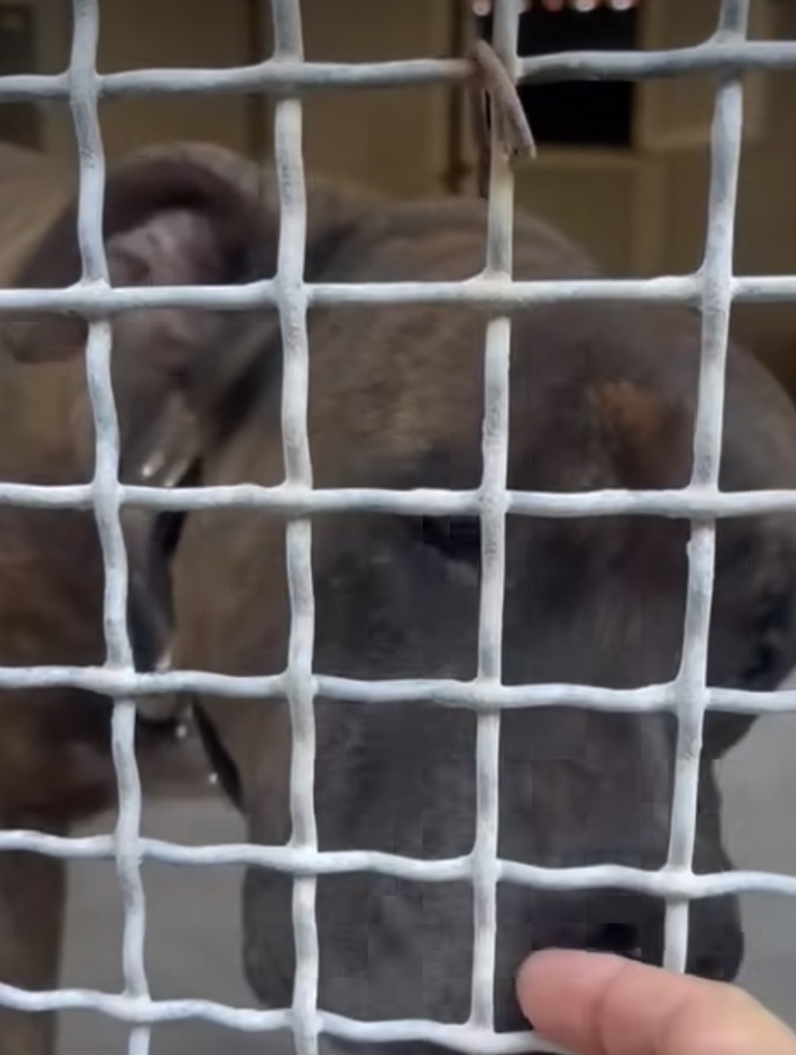 Il cane pitbull-mastiff che ha aggredito tre persone