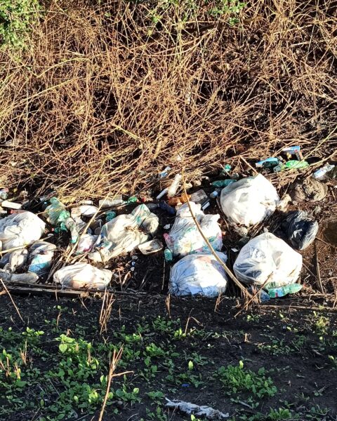 Fosso delle Cannucce